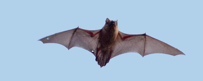 Afbeeldingen van een vleermuis in vlucht Haarlem
